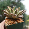 Chocolate Soldier Plant – Kalanchoe tomentosa ‘Chocolate Soldier’