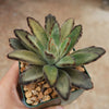 Chocolate Soldier Plant – Kalanchoe tomentosa ‘Chocolate Soldier’