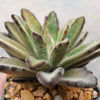 Chocolate Soldier Plant – Kalanchoe tomentosa ‘Chocolate Soldier’