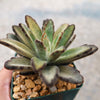 Chocolate Soldier Plant – Kalanchoe tomentosa ‘Chocolate Soldier’