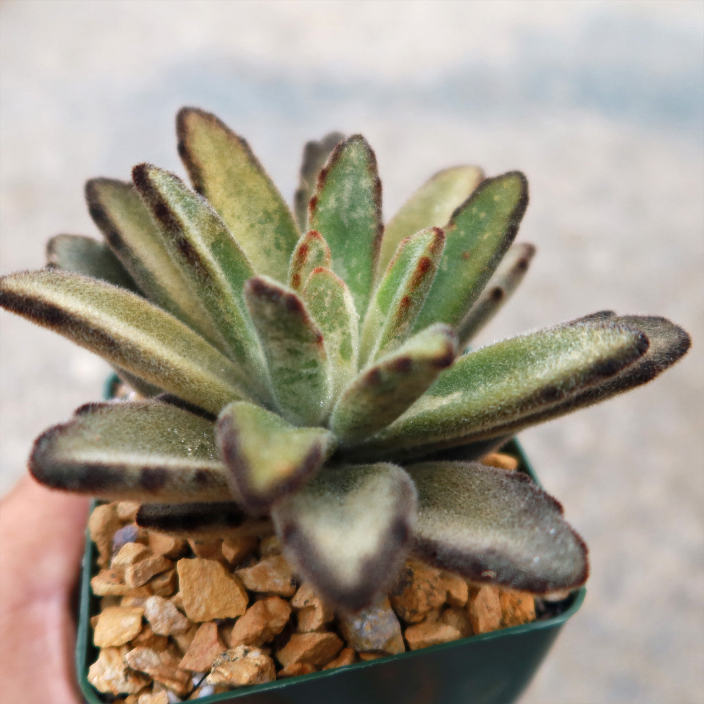 chocolate soldier succulent care Shop 'Chocolate Soldier Plant – Kalanchoe Chocolate Soldier' Care and Info