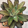 Chocolate Soldier Plant – Kalanchoe tomentosa ‘Chocolate Soldier’