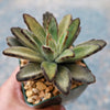 Chocolate Soldier Plant – Kalanchoe tomentosa ‘Chocolate Soldier’