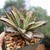 Chocolate Soldier Plant – Kalanchoe tomentosa ‘Chocolate Soldier’