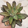 Chocolate Soldier Plant – Kalanchoe tomentosa ‘Chocolate Soldier’