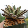 Chocolate Soldier Plant – Kalanchoe tomentosa ‘Chocolate Soldier’