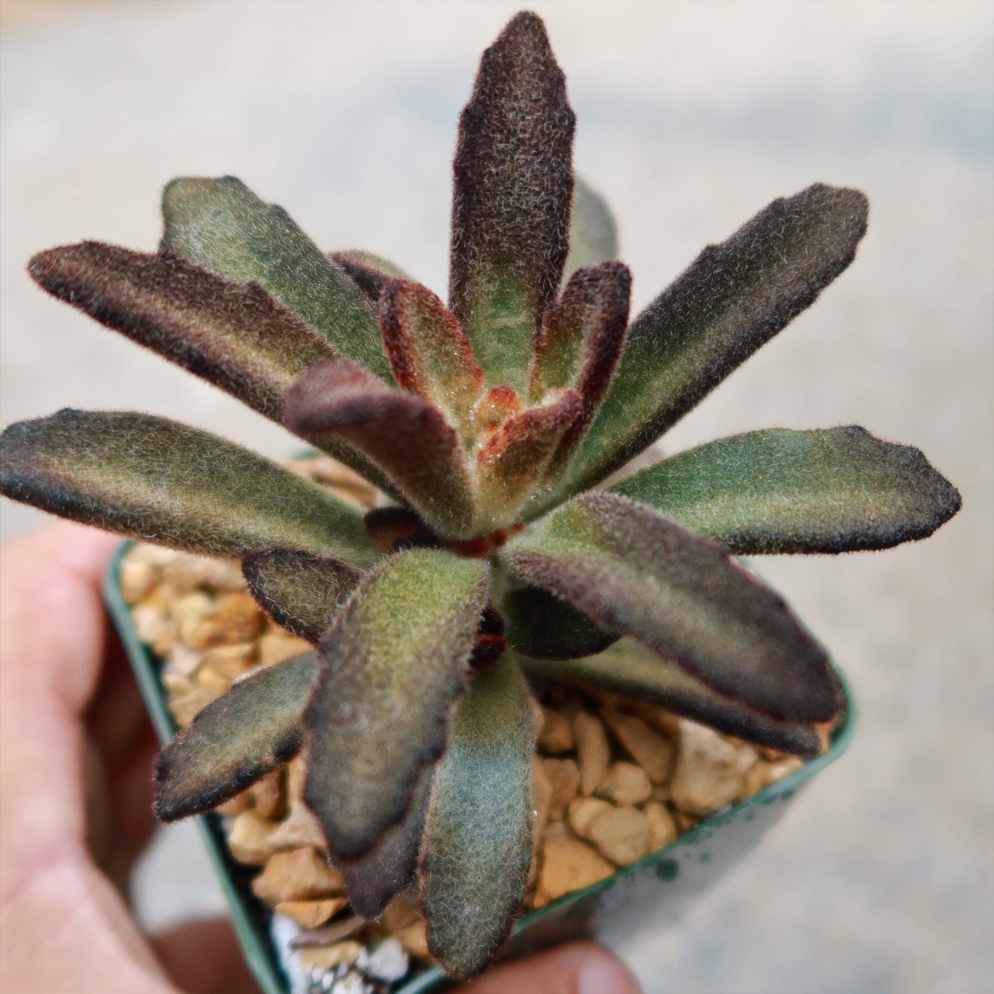 Kalanchoe tomentosa ‘Cinnamon’