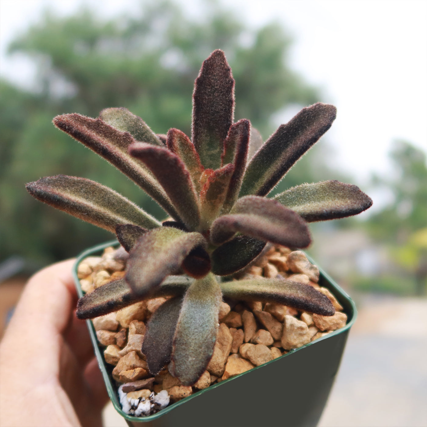 cinnamon and succulents Buy "Kalanchoe tomentosa Cinnamon” Online