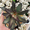 Kalanchoe tomentosa ‘Cinnamon’