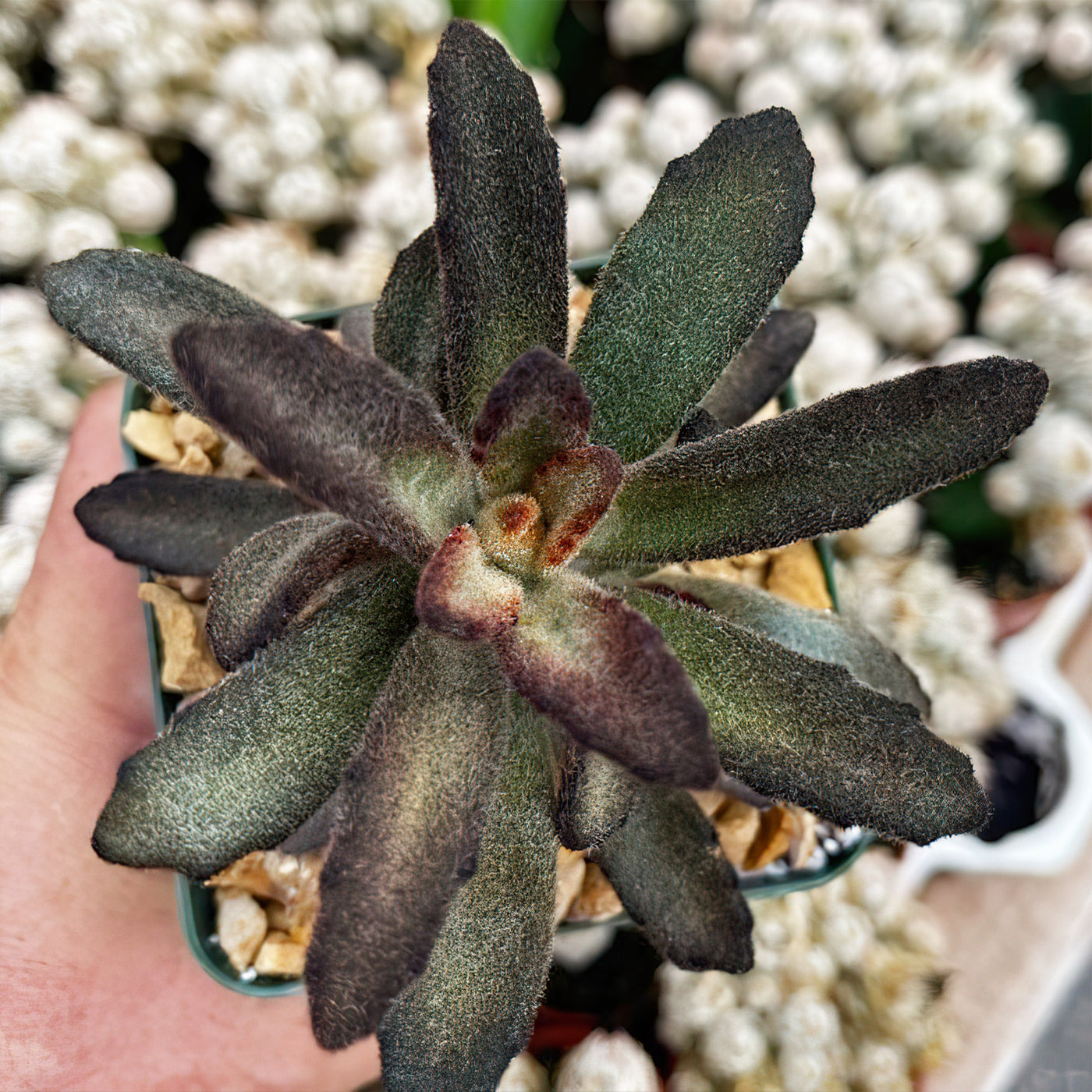 cinnamon for succulents Buy "Kalanchoe tomentosa Cinnamon” Online