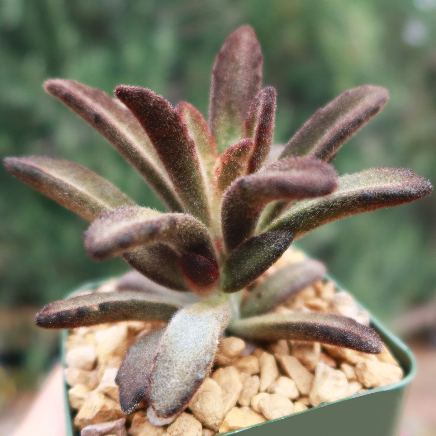 kalanchoe cinnamon succulent Buy "Kalanchoe tomentosa Cinnamon” Online