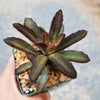 Kalanchoe tomentosa ‘Cinnamon’