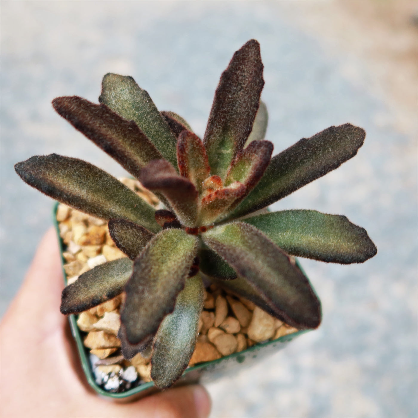 kalanchoe cinnamon succulent Buy "Kalanchoe tomentosa Cinnamon” Online