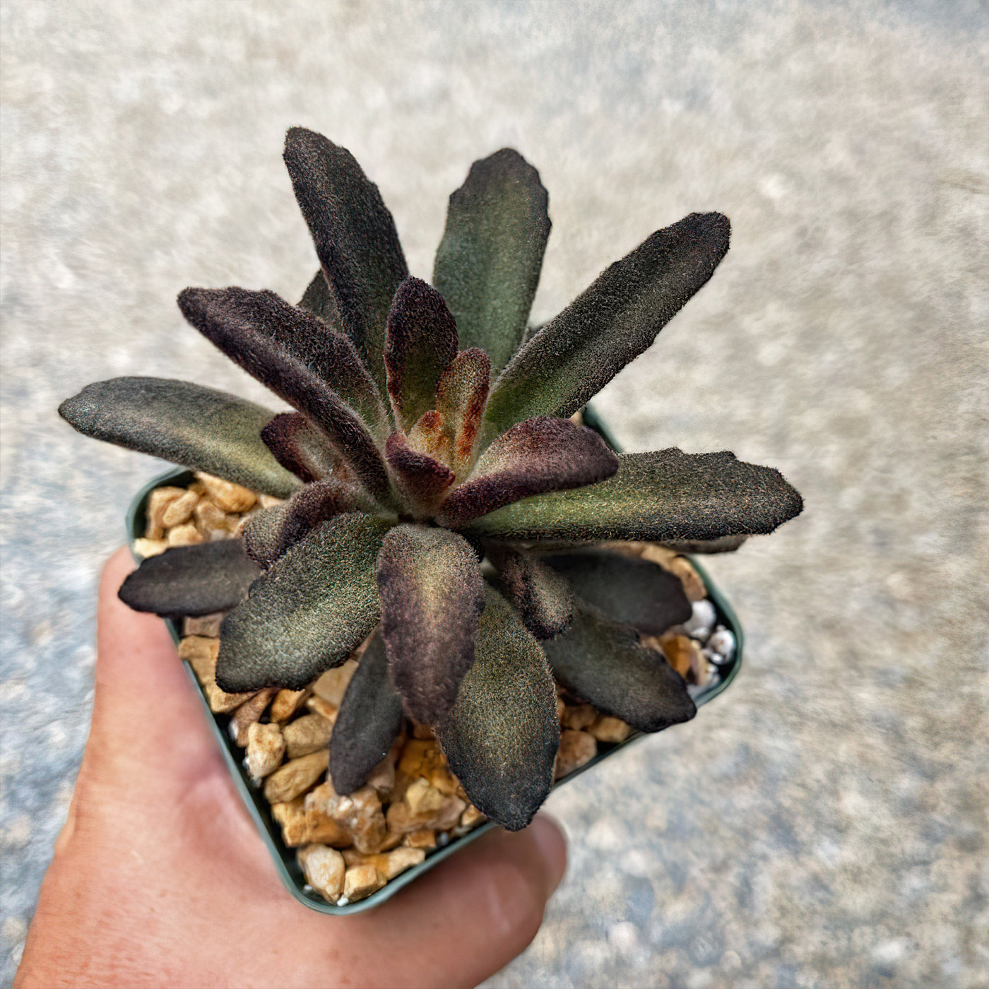 cinnamon and succulents Buy "Kalanchoe tomentosa Cinnamon” Online