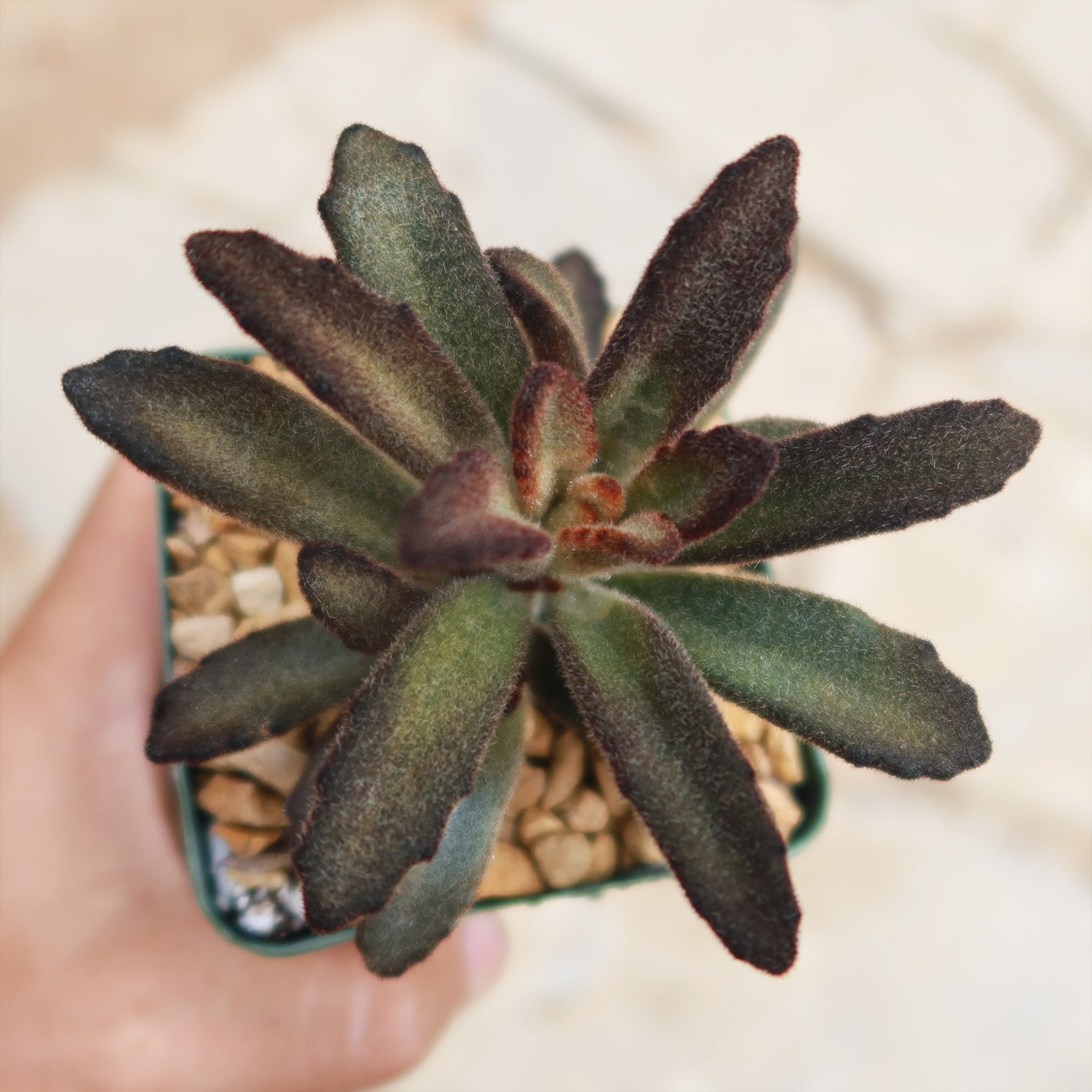 kalanchoe cinnamon succulent Kalanchoe tomentosa ‘Cinnamon’