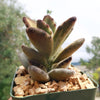 Kalanchoe tomentosa &