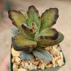 Kalanchoe tomentosa &