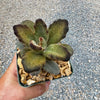 Kalanchoe tomentosa &