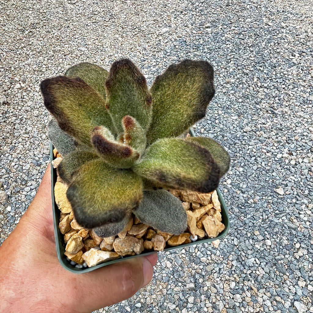 Kalanchoe tomentosa &