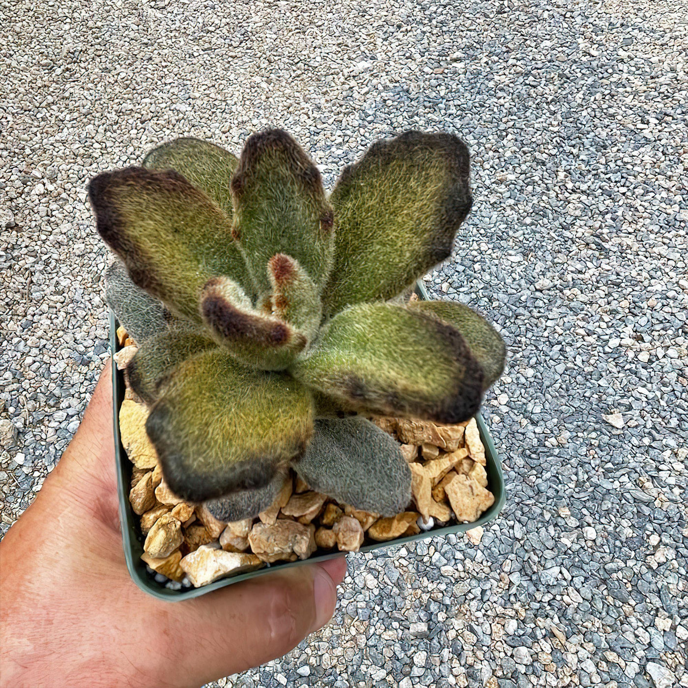 kalanchoe fuzzy succulent Kalanchoe tomentosa 'Teddy Bear'