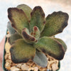 Kalanchoe tomentosa &