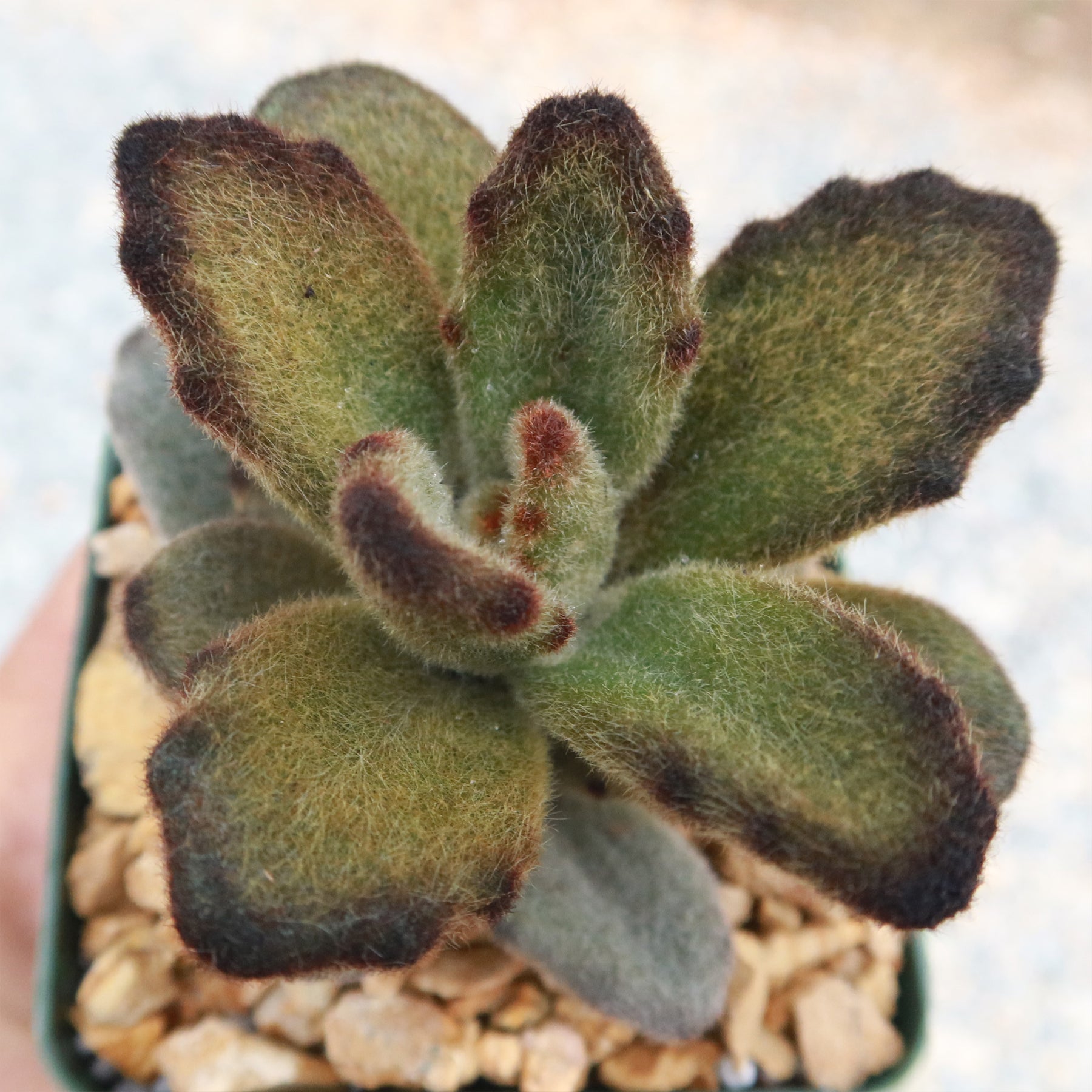 teddy bear succulent plant Kalanchoe tomentosa 'Teddy Bear'