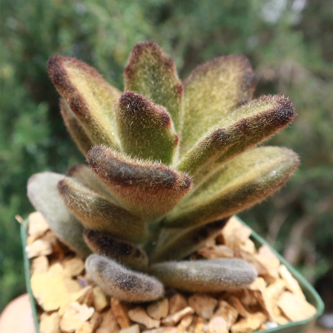 teddy bear succulent plant Kalanchoe tomentosa 'Teddy Bear'