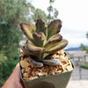 Kalanchoe tomentosa &