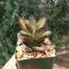 Kalanchoe tomentosa &