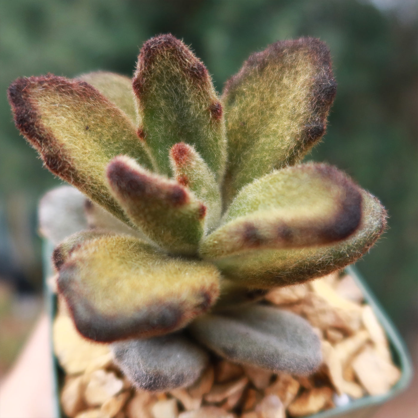 teddy bear succulent Kalanchoe tomentosa 'Teddy Bear'