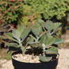 Kalanchoe Beharensis Roseleaf