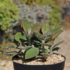 Kalanchoe Beharensis Roseleaf