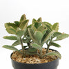 Felt Plant - Kalanchoe beharensis&