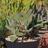 Kalanchoe Beharensis Roseleaf