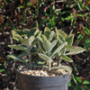 Kalanchoe Beharensis Roseleaf