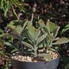 Kalanchoe Beharensis Roseleaf