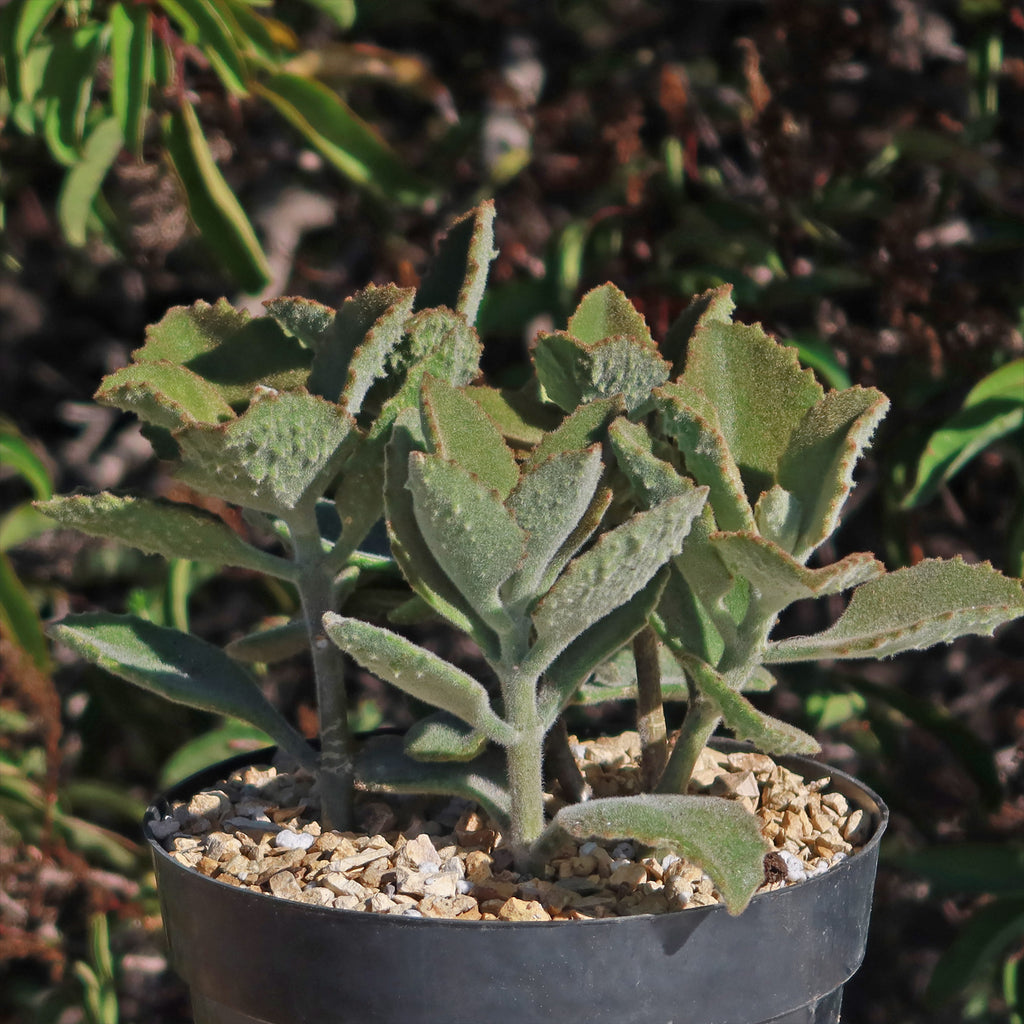 Felt Plant - Kalanchoe beharensis&