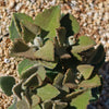 Felt Plant - Kalanchoe beharensis&