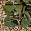 Felt Plant - Kalanchoe beharensis&