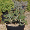 Kalanchoe Beharensis Roseleaf