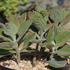 Felt Plant - Kalanchoe beharensis&