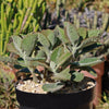 Kalanchoe Beharensis Roseleaf