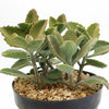 Felt Plant - Kalanchoe beharensis&