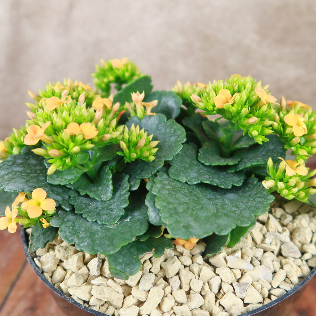 Flaming Katy Plant - Kalanchoe blossfeldiana