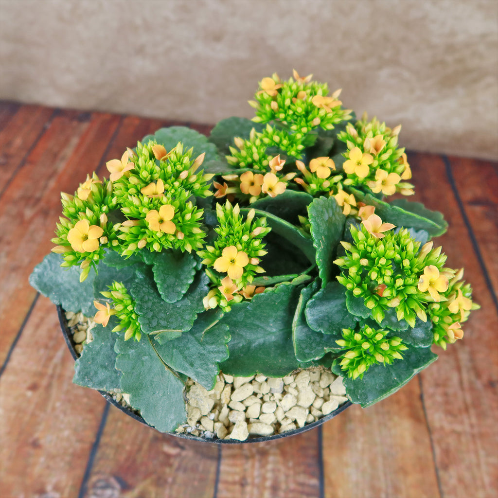 Flaming Katy Plant - Kalanchoe blossfeldiana