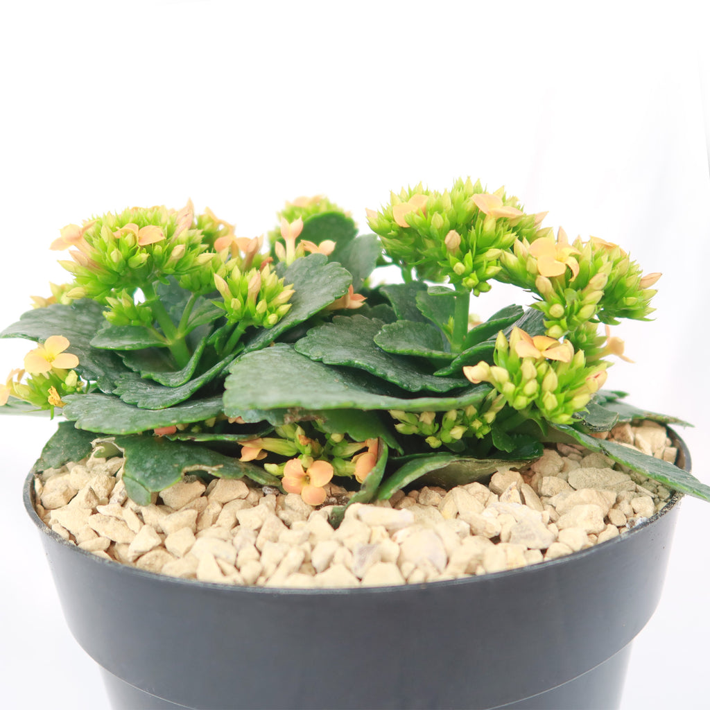 Flaming Katy Plant - Kalanchoe blossfeldiana