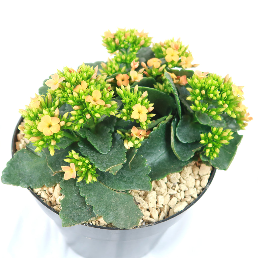 Flaming Katy Plant - Kalanchoe blossfeldiana