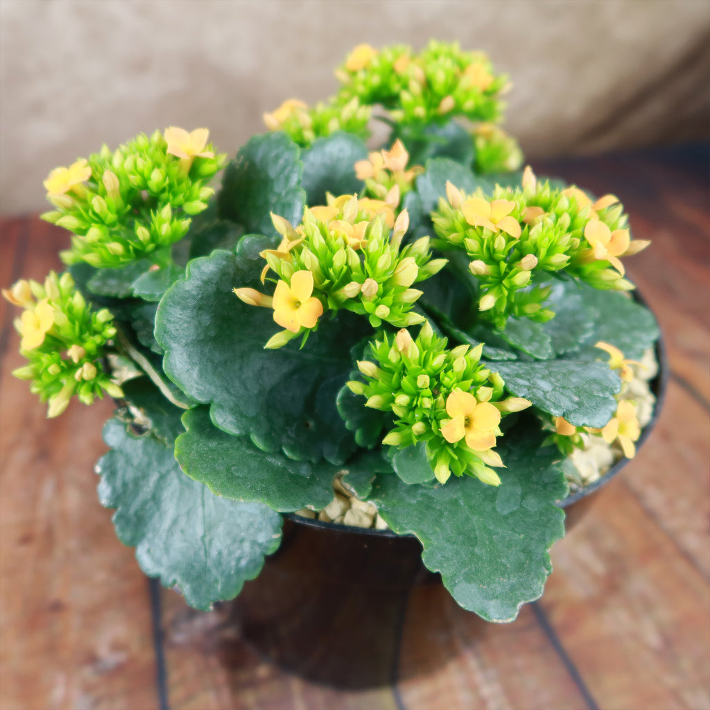 Flaming Katy Plant - Kalanchoe blossfeldiana
