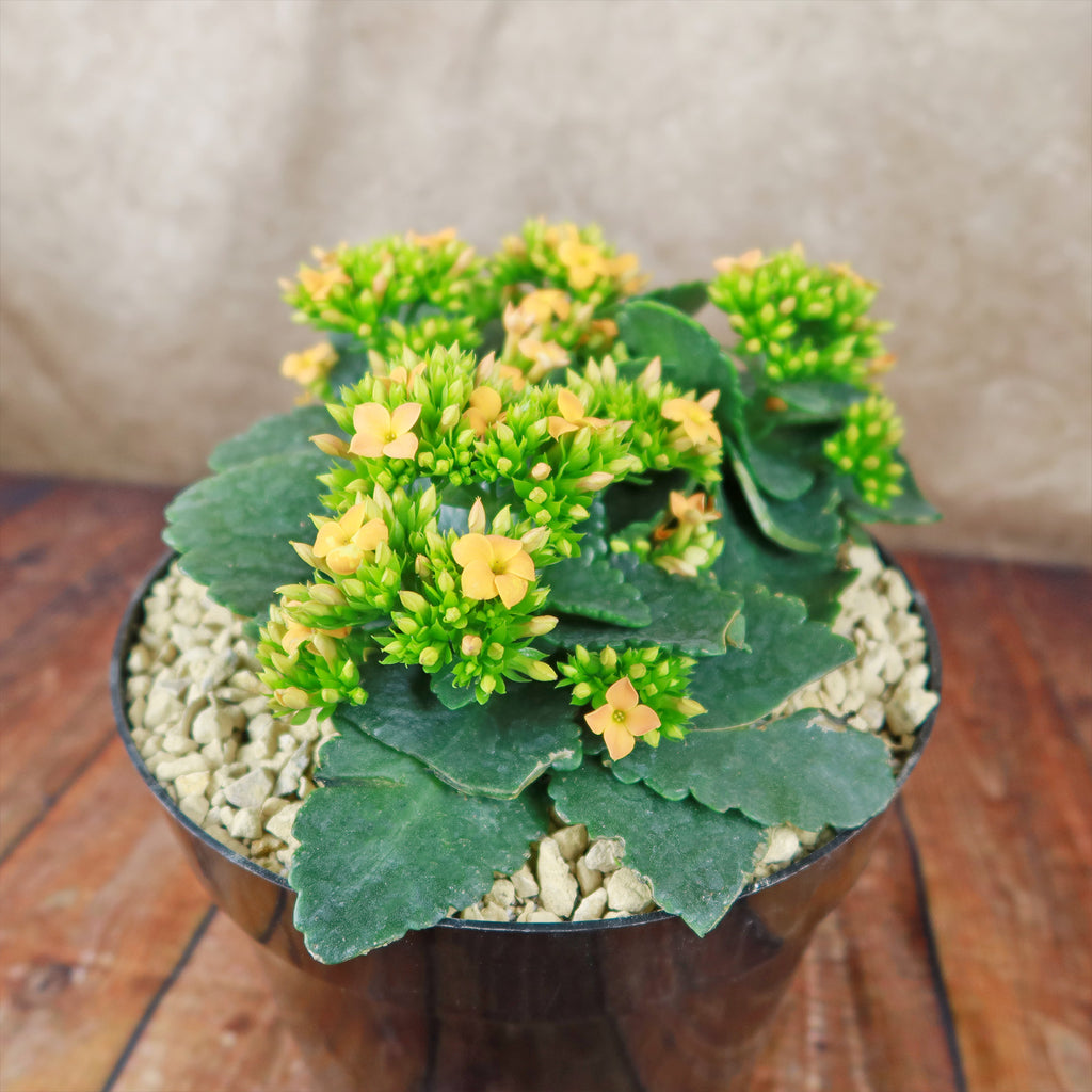 Flaming Katy Plant - Kalanchoe blossfeldiana