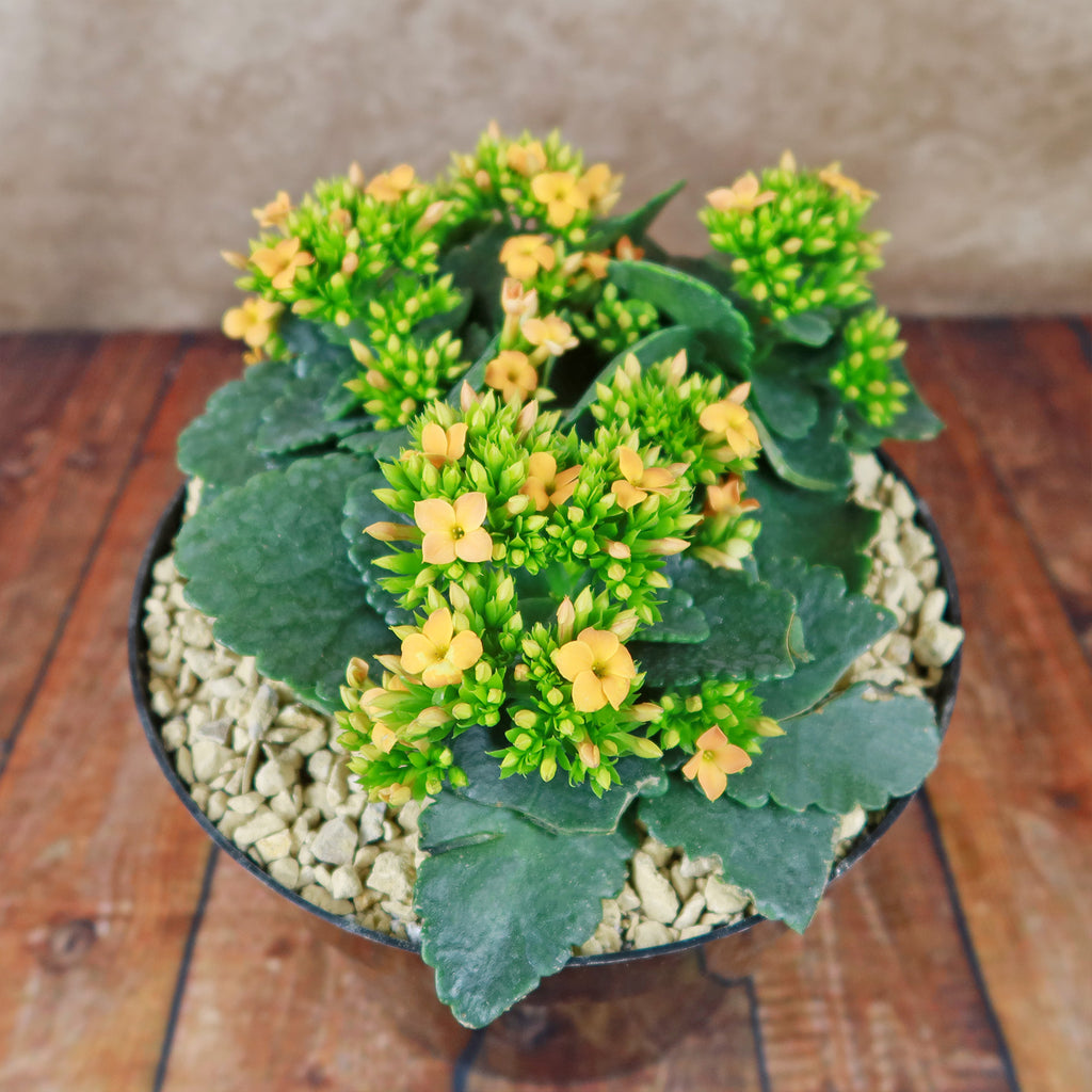 Flaming Katy Plant - Kalanchoe blossfeldiana